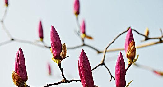 广玉兰什么时候开花（广玉兰的种植方法讲解）