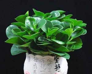 碧玉花的养殖方法（家养碧玉花的注意事项）