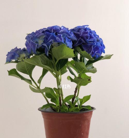 绣球花怎么修剪好看（绣球花的养殖方法和注意事项）