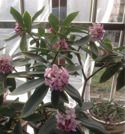金边瑞香一年开几次花（了解金边瑞香花期时间）