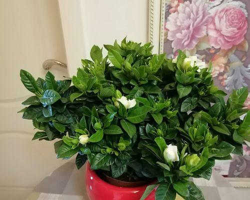 盆栽栀子花怎么养才能开花（盆栽栀子花的养护技巧）