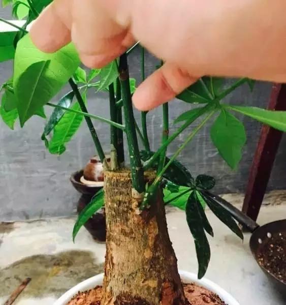 发财树怎么浇水多久浇一次（发财树正确养护方法）