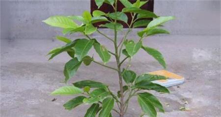 盆栽白兰花怎么养（白兰花的养护和注意事项）