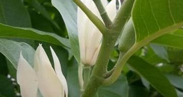盆栽白兰花怎么养（白兰花的养护和注意事项）