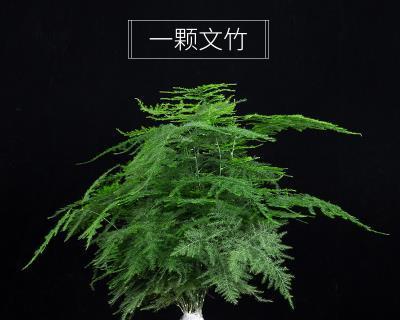 文竹图片大全（最漂亮的文竹品种）