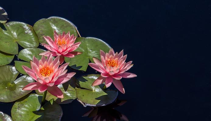 一片莲花怎么养殖（有关莲藕栽培技术要点）