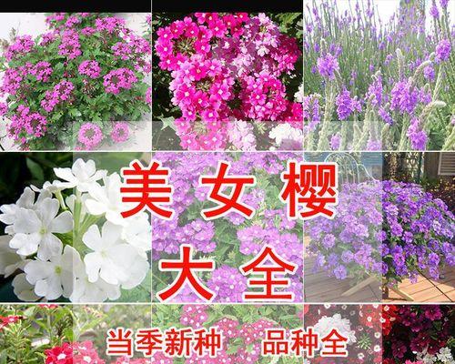 樱花种子什么时候播种（樱花种子种植方法和时间）