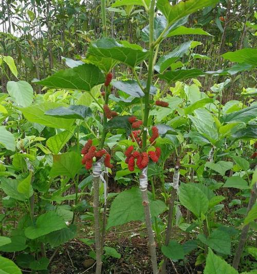 桑树苗什么时候种植（桑树种植方法与条件）