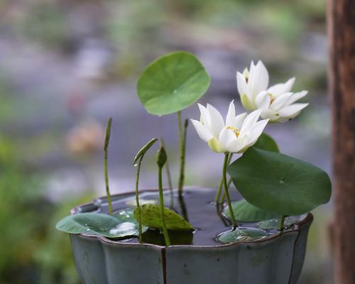 水培碗莲怎么养（水培碗莲的种植方法和注意事项）