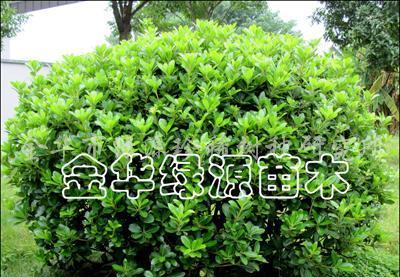 海桐树是乔木还是灌木（关于海桐的特点介绍）