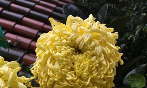 龙爪菊简介资料是什么（龙爪菊的花语和寓意）