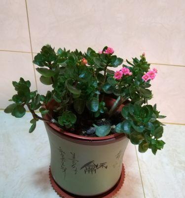 宫灯长寿花掉叶子怎么回事（描述长寿花的养护步骤）