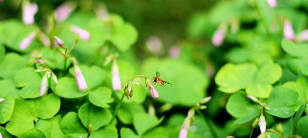 四叶草的花语和寓意（探索四叶草的神秘符号和象征）