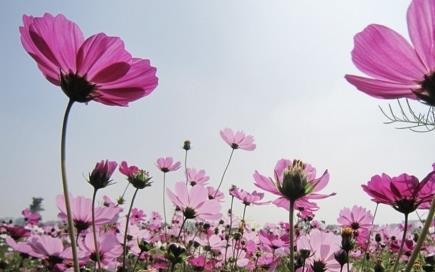 波斯菊什么时候播种好（波斯菊播种时间和方法）