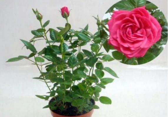 四季玫瑰花盆栽怎么养（详解玫瑰花栽培技术）