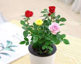四季玫瑰花盆栽怎么养（详解玫瑰花栽培技术）