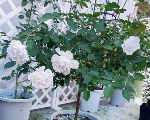 四季玫瑰花盆栽怎么养（详解玫瑰花栽培技术）