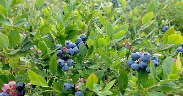 蓝莓怎样种植（蓝莓的栽培技术）