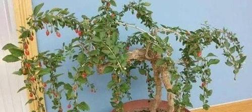 枸杞怎么种植盆栽（有关枸杞盆栽的养护知识）