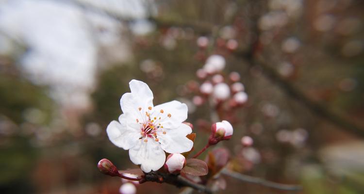 四月份开的花有哪些（有关四月份代表性花卉）