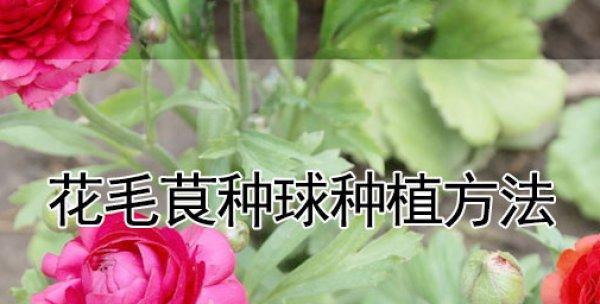 花毛樱种球的详细种植方法（打造美丽花园的秘密武器——花毛樱种球种植技巧）