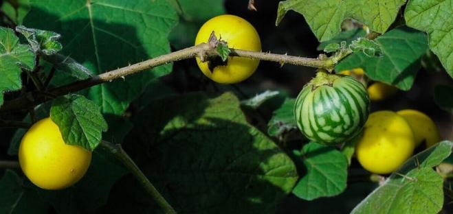 冬虫夏草如何种植（冬虫夏草种植技术要点）