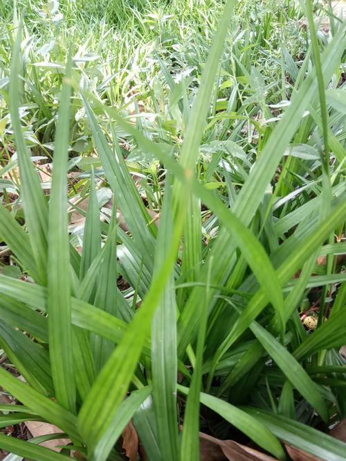 吉祥草盆栽养殖方法（有关吉祥草的正确养法）