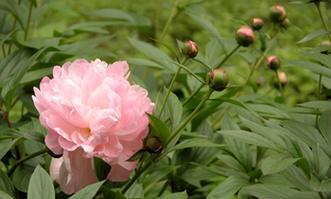 白芍怎么种植（白芍的种植方法及条件）