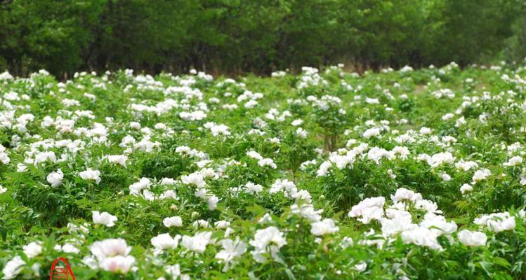 白芍怎么种植（白芍的种植方法及条件）