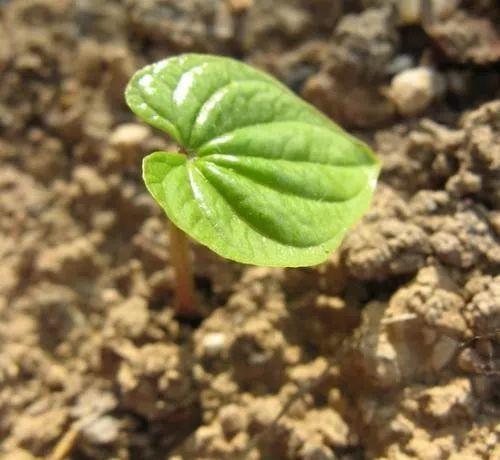 山药豆什么时候种植（山药的种植方法和条件）