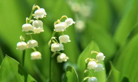 铃兰花的种植方法（从选择品种到养护技巧）