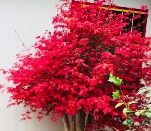 红枫盆栽怎么养才长得好（红枫盆景养殖注意事项）
