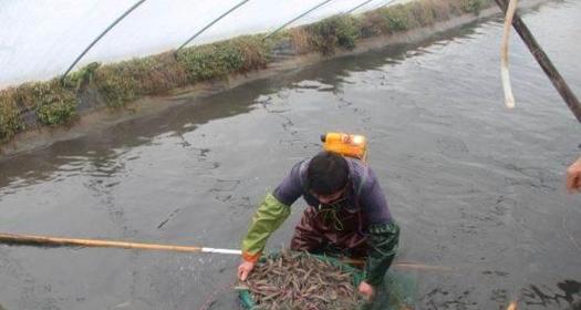 基围虾养殖需要什么条件（基围虾的养殖技术要点）