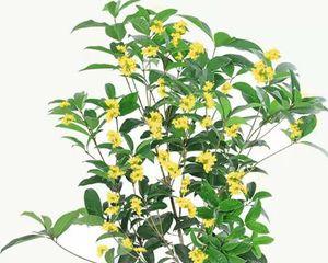 四季桂花怎么养才长得好（教你正确养护四季桂）