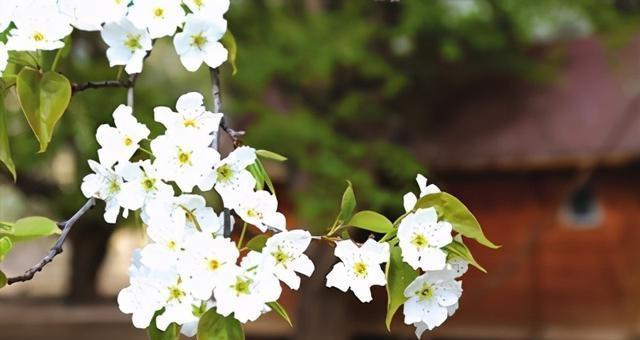 梨花花期多长时间（有关梨花的养护技巧）