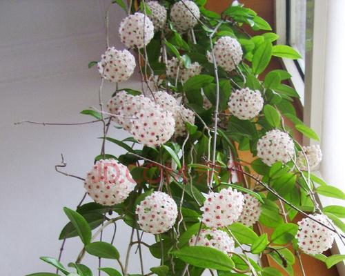 牡丹吊兰花怎么栽培（牡丹吊兰的种植与养护）