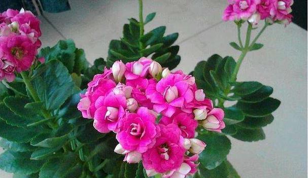 长寿花什么时候开花（关于长寿花开花时间）