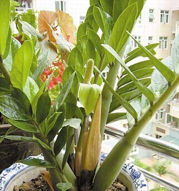 金钱树如何养殖叶子越来越绿（金钱树的正确养殖方法）