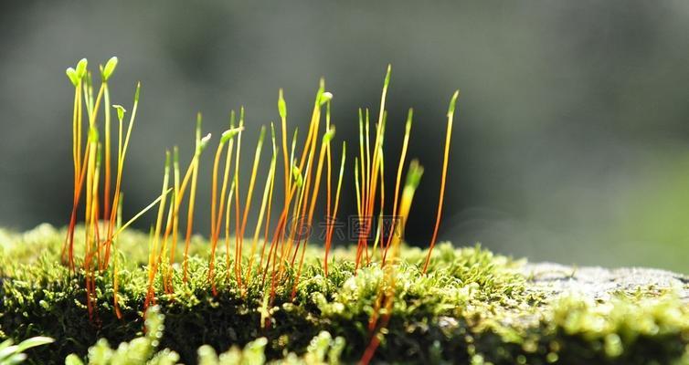 常见的苔藓植物有哪些（常见的苔藓植物介绍）