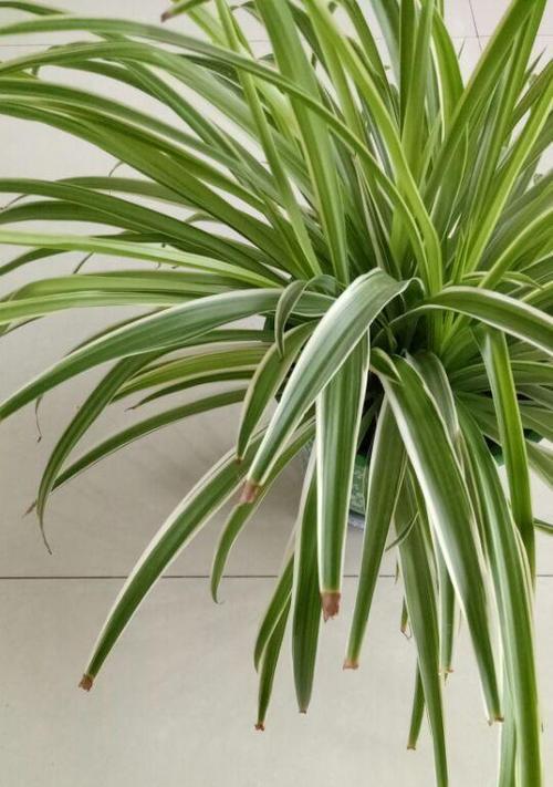 吊兰的种植方法有什么（有关吊兰的栽培与养护）