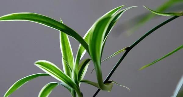 吊兰的种植方法有什么（有关吊兰的栽培与养护）