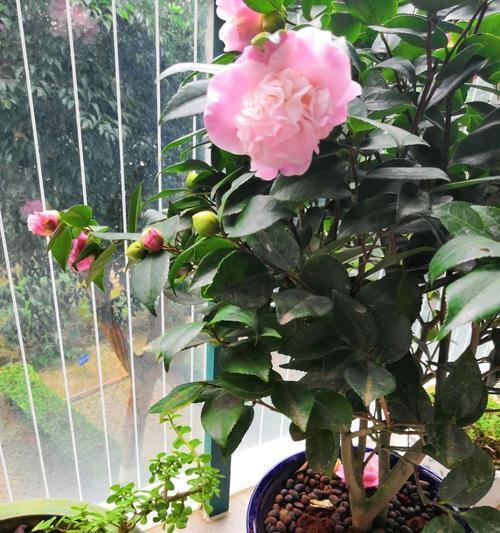 怎么能让花保持的时间长一些（花朵保鲜时间长的办法）