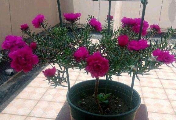 非洲菊怎样种植（非洲菊养殖方法与技巧）