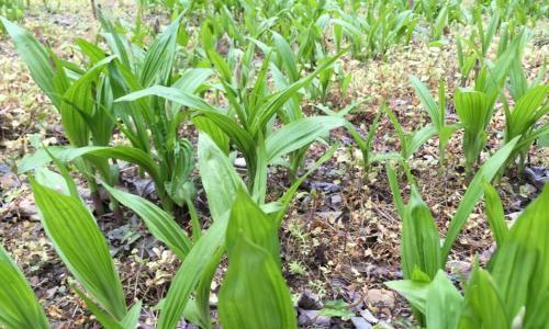 白兰花种植技术白兰花种植方法（掌握白兰花种植的关键技巧）