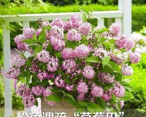 樱花种子怎么种植方法（有关樱花的繁殖技巧）