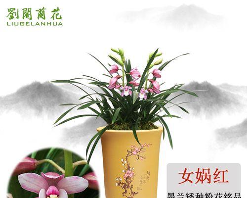 如何种植兰花盆栽（兰花盆栽种植方法及养护）