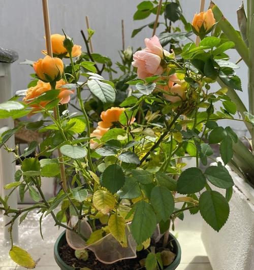 盆栽月季花怎么过冬（月季冬季的养殖方法）