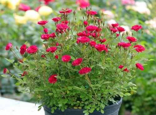 盆栽月季花怎么过冬（月季冬季的养殖方法）