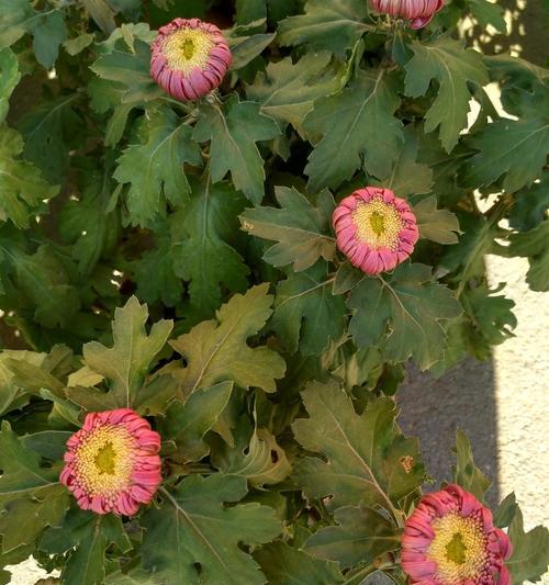 蜡菊耐寒多少度（蜡菊的种植方法和注意事项）