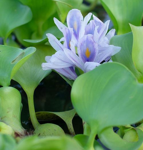 水葫芦怎么过冬（水葫芦的养殖方法和注意事项）